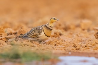 Pin-tailed Sandgrouse (Pterocles alchata) on a farmers field at a water pool, Belchite, Aragon,
