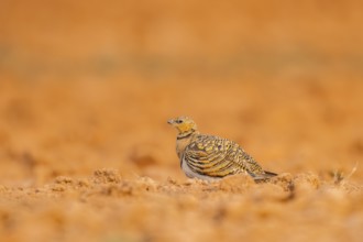Pin-tailed Sandgrouse (Pterocles alchata) on a farmers field, Belchite, Aragon, Saragossa, Spain