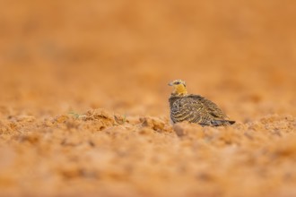 Pin-tailed Sandgrouse (Pterocles alchata) on a farmers field, Belchite, Aragon, Saragossa, Spain