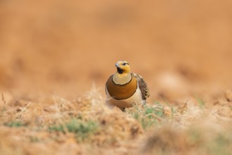Pin-tailed Sandgrouse (Pterocles alchata) on a farmers field, Belchite, Aragon, Saragossa, Spain