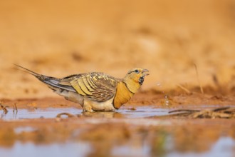 Pin-tailed Sandgrouse (Pterocles alchata) on a farmers field drinking at a water pool, Belchite,