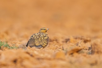 Pin-tailed Sandgrouse (Pterocles alchata) on a farmers field, Belchite, Aragon, Saragossa, Spain