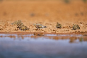 Pin-tailed Sandgrouse (Pterocles alchata) on a farmers field at a water pool, Belchite, Aragon,