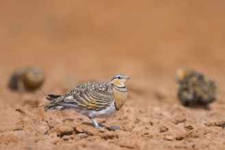 Pin-tailed Sandgrouse (Pterocles alchata) on a farmers field, Belchite, Aragon, Saragossa, Spain