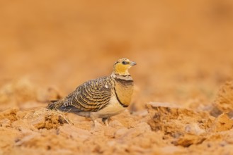 Pin-tailed Sandgrouse (Pterocles alchata) on a farmers field, Belchite, Aragon, Saragossa, Spain