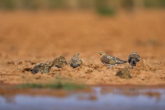 Pin-tailed Sandgrouse (Pterocles alchata) on a farmers field at a water pool, Belchite, Aragon,
