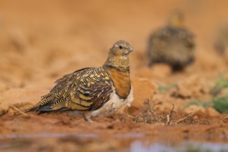 Pin-tailed Sandgrouse (Pterocles alchata) on a farmers field at a water pool, Belchite, Aragon,