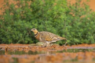 Pin-tailed Sandgrouse (Pterocles alchata) on a farmers field at a water pool, Belchite, Aragon,