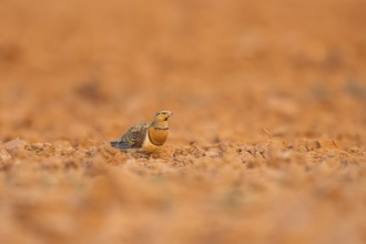 Pin-tailed Sandgrouse (Pterocles alchata) on a farmers field, Belchite, Aragon, Saragossa, Spain