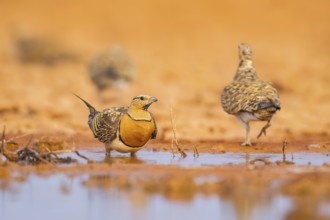 Pin-tailed Sandgrouse (Pterocles alchata) on a farmers field at a water pool, Belchite, Aragon,