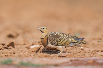 Pin-tailed Sandgrouse (Pterocles alchata) on a farmers field, Belchite, Aragon, Saragossa, Spain