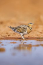 Pin-tailed Sandgrouse (Pterocles alchata) on a farmers field at a water pool, Belchite, Aragon,