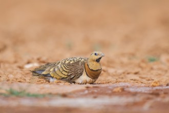 Pin-tailed Sandgrouse (Pterocles alchata) on a farmers field, Belchite, Aragon, Saragossa, Spain
