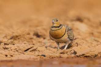 Pin-tailed Sandgrouse (Pterocles alchata) on a farmers field, Belchite, Aragon, Saragossa, Spain