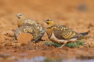 Pin-tailed Sandgrouse (Pterocles alchata) on a farmers field at a water pool, Belchite, Aragon,