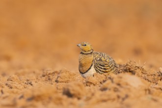 Pin-tailed Sandgrouse (Pterocles alchata) on a farmers field, Belchite, Aragon, Saragossa, Spain