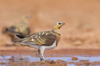 Pin-tailed Sandgrouse (Pterocles alchata) on a farmers field at a water pool, Belchite, Aragon,