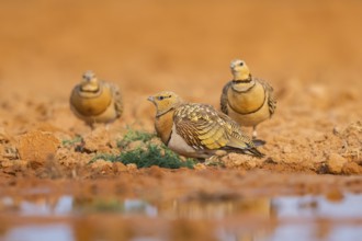 Pin-tailed Sandgrouse (Pterocles alchata) on a farmers field at a water pool, Belchite, Aragon,