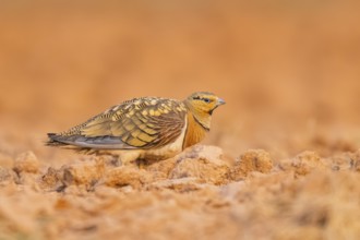 Pin-tailed Sandgrouse (Pterocles alchata) on a farmers field, Belchite, Aragon, Saragossa, Spain