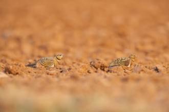 Pin-tailed Sandgrouse (Pterocles alchata) on a farmers field, Belchite, Aragon, Saragossa, Spain