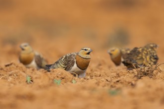 Pin-tailed Sandgrouse (Pterocles alchata) on a farmers field, Belchite, Aragon, Saragossa, Spain