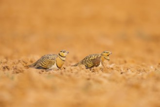 Pin-tailed Sandgrouse (Pterocles alchata) on a farmers field, Belchite, Aragon, Saragossa, Spain