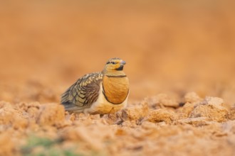 Pin-tailed Sandgrouse (Pterocles alchata) on a farmers field, Belchite, Aragon, Saragossa, Spain