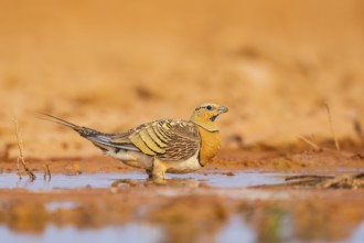 Pin-tailed Sandgrouse (Pterocles alchata) on a farmers field drinking at a water pool, Belchite,