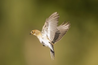 European Pied Flycatcher (Ficedula hypoleuca) in flight at a water pool, Pinos, Solsona, Catalonia,