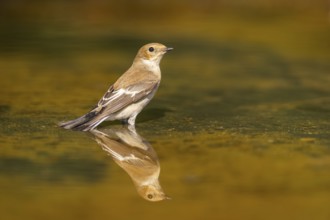 European Pied Flycatcher (Ficedula hypoleuca) bathing at a water pool, Pinos, Solsona, Catalonia,