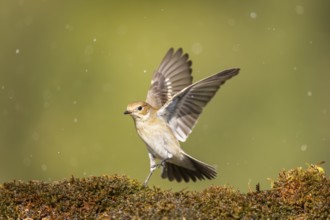 European Pied Flycatcher (Ficedula hypoleuca) in flight at a water pool, Pinos, Solsona, Catalonia,