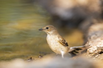 European Pied Flycatcher (Ficedula hypoleuca) at the shore of a water pool, Pinos, Solsona,