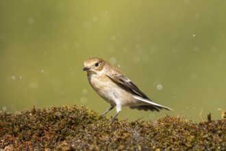 European Pied Flycatcher (Ficedula hypoleuca) sitting in moss in a forest, Pinos, Solsona,