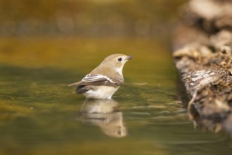 European Pied Flycatcher (Ficedula hypoleuca) bathing at a water pool, Pinos, Solsona, Catalonia,