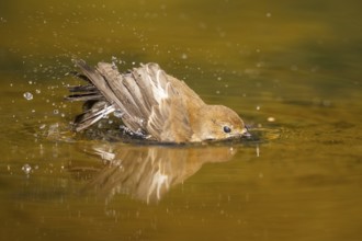 European Pied Flycatcher (Ficedula hypoleuca) bathing at a water pool, Pinos, Solsona, Catalonia,