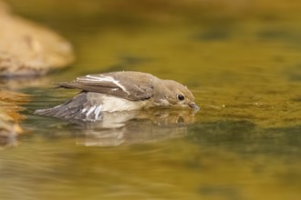European Pied Flycatcher (Ficedula hypoleuca) bathing at a water pool, Pinos, Solsona, Catalonia,