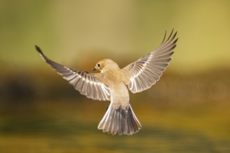 European Pied Flycatcher (Ficedula hypoleuca) in flight at a water pool, Pinos, Solsona, Catalonia,
