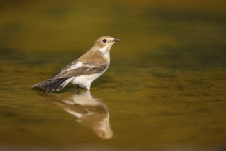 European Pied Flycatcher (Ficedula hypoleuca) bathing at a water pool, Pinos, Solsona, Catalonia,