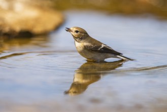 European Pied Flycatcher (Ficedula hypoleuca) bathing at a water pool, Pinos, Solsona, Catalonia,