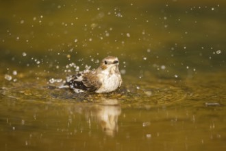 European Pied Flycatcher (Ficedula hypoleuca) bathing at a water pool, Pinos, Solsona, Catalonia,