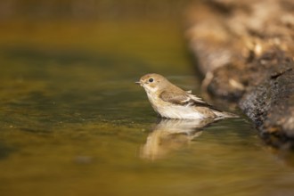 European Pied Flycatcher (Ficedula hypoleuca) bathing at a water pool, Pinos, Solsona, Catalonia,