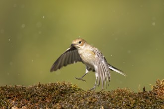 European Pied Flycatcher (Ficedula hypoleuca) in flight at a water pool, Pinos, Solsona, Catalonia,