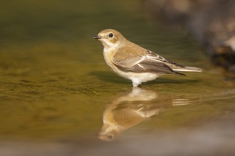 European Pied Flycatcher (Ficedula hypoleuca) bathing at a water pool, Pinos, Solsona, Catalonia,