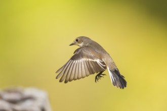 European Pied Flycatcher (Ficedula hypoleuca) in flight at a water pool, Pinos, Solsona, Catalonia,