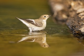 European Pied Flycatcher (Ficedula hypoleuca) bathing at a water pool, Pinos, Solsona, Catalonia,