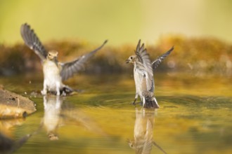 European Pied Flycatcher (Ficedula hypoleuca) in flight at a water pool, Pinos, Solsona, Catalonia,