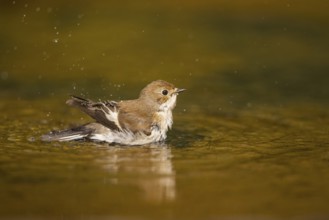 European Pied Flycatcher (Ficedula hypoleuca) bathing at a water pool, Pinos, Solsona, Catalonia,