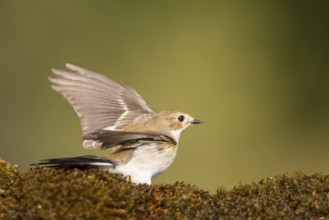 European Pied Flycatcher (Ficedula hypoleuca) in flight at a water pool, Pinos, Solsona, Catalonia,