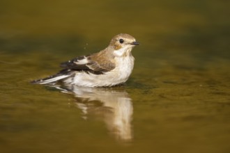European Pied Flycatcher (Ficedula hypoleuca) bathing at a water pool, Pinos, Solsona, Catalonia,