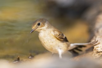 European Pied Flycatcher (Ficedula hypoleuca) at the shore of a water pool, Pinos, Solsona,